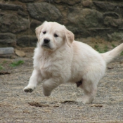 Photo de Golden retriever