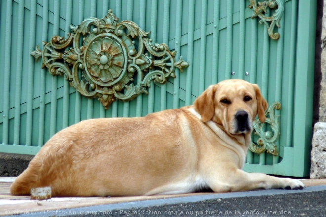 Photo de Labrador retriever