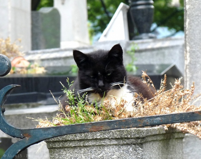 Photo de Chat domestique