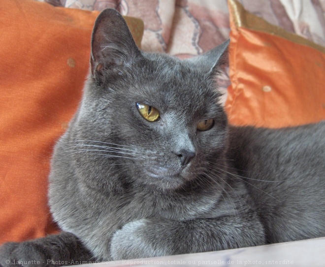 Photo de Chartreux