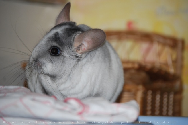 Photo de Chinchilla