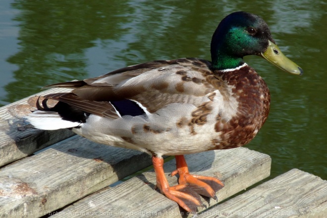 Photo de Canard colvert