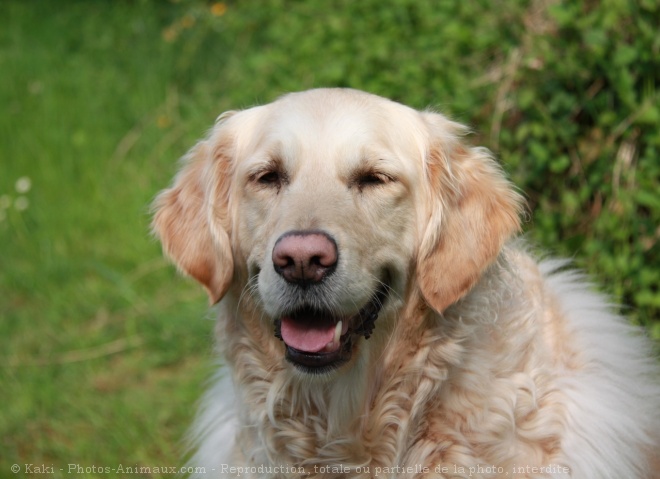 Photo de Golden retriever