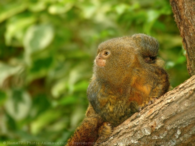 Photo De Singe Ouistiti Pygmee Ouistiti Et Bebe N 5551 Sur Photos Animaux Com