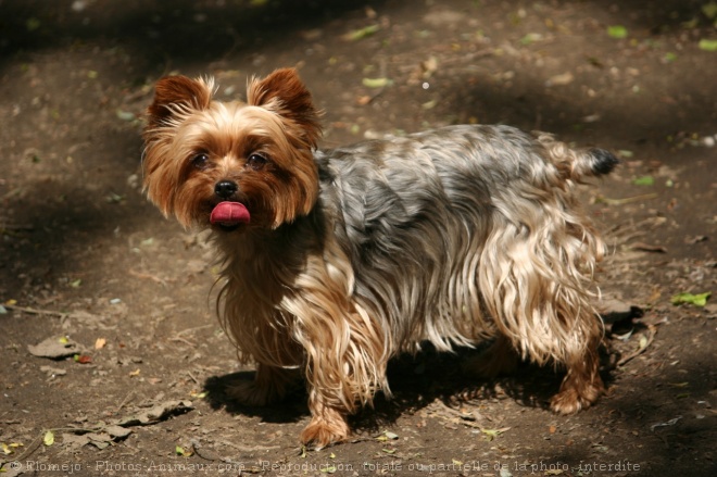 Photo de Yorkshire terrier