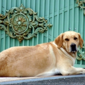 Photo de Labrador retriever