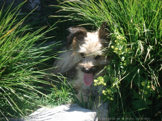 Photo de Chien de berger des pyrenes  poil long