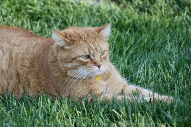 Photo de Chat domestique