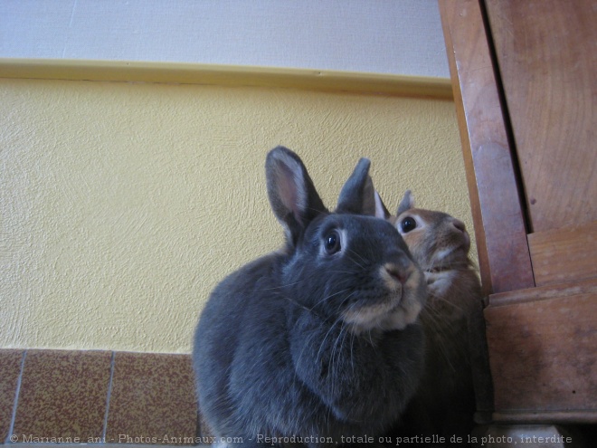 Photo de Lapin