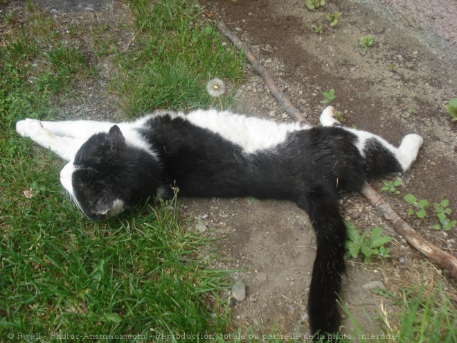 Photo de Chat domestique