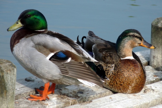 Photo de Canard colvert