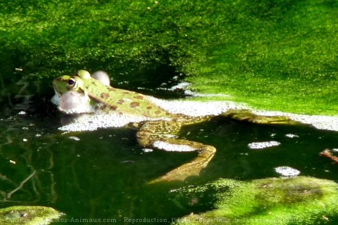 Photo de Grenouille verte commune