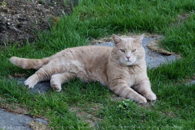 Photo de Chat domestique