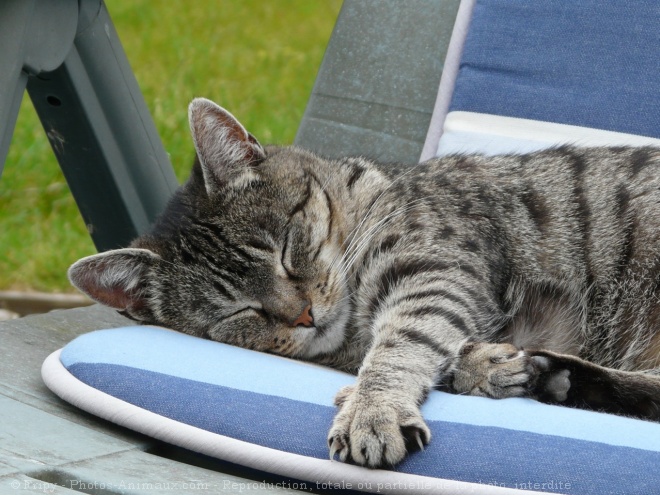 Photo de Chat domestique