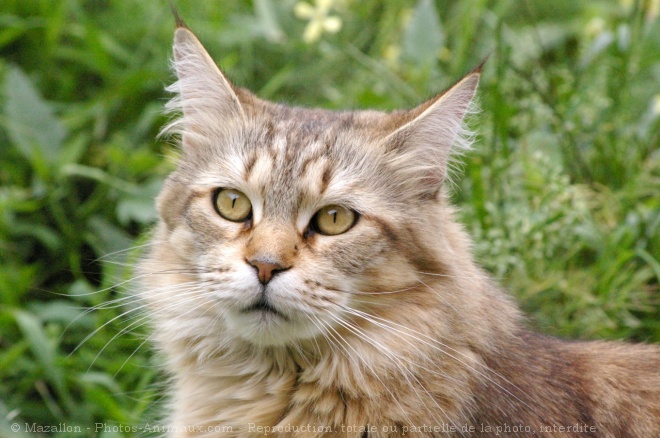 Photo de Maine coon