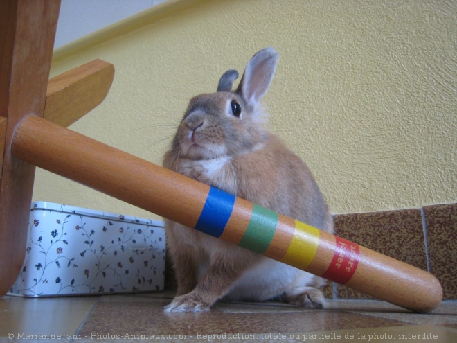 Photo de Lapin