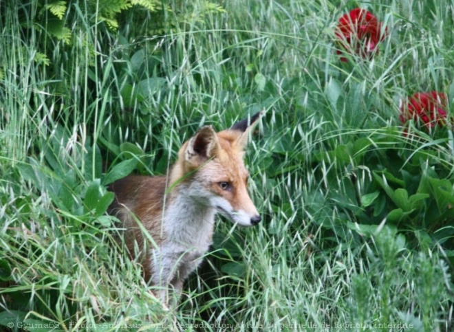 Photo de Renard