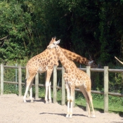 Photo de Girafe