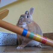 Photo de Lapin