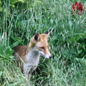 Photo de Renard