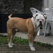 Photo de Bulldog americain