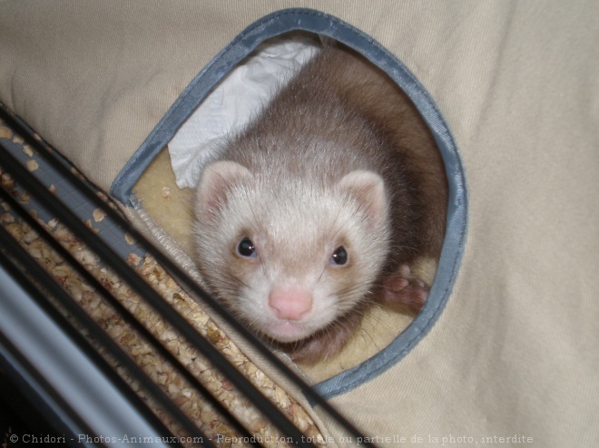 Photo de Furet