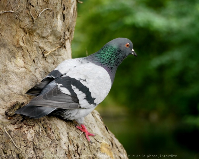 Photo de Pigeon - biset