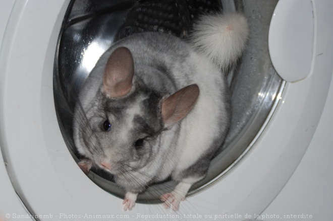 Photo de Chinchilla