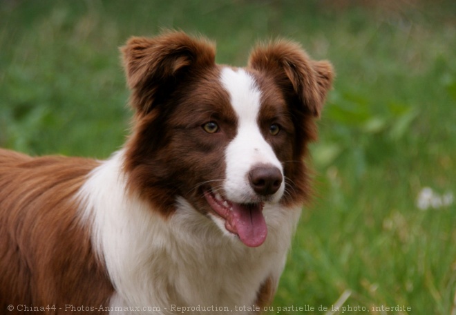 Photo de Border collie