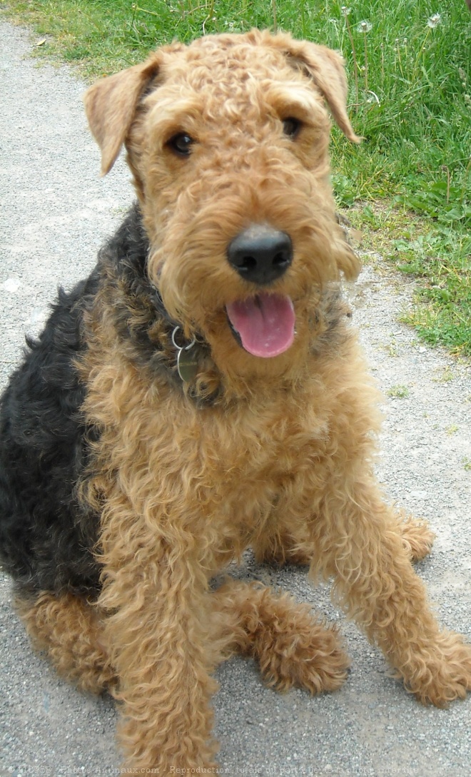 Photo d'Airedale terrier