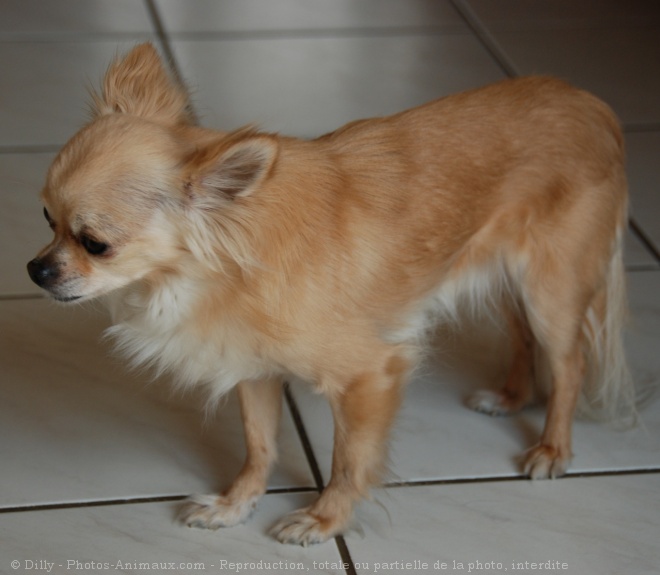 Photo de Chihuahua  poil long