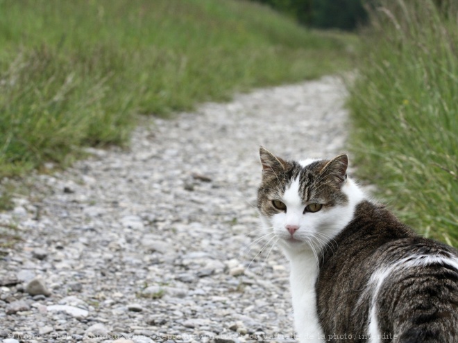 Photo de Chat domestique