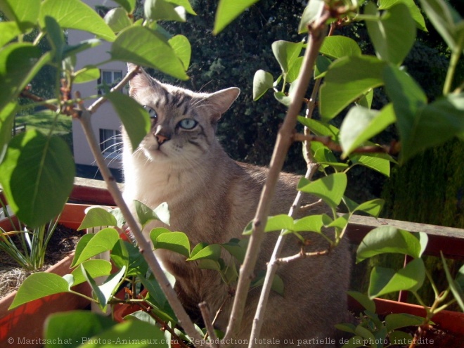 Photo de Chat domestique