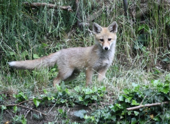 Photo de Renard