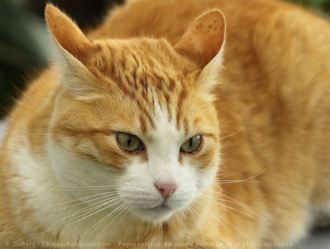 Photo de Chat domestique