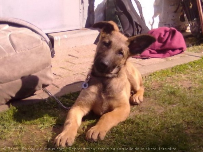 Photo de Berger belge malinois