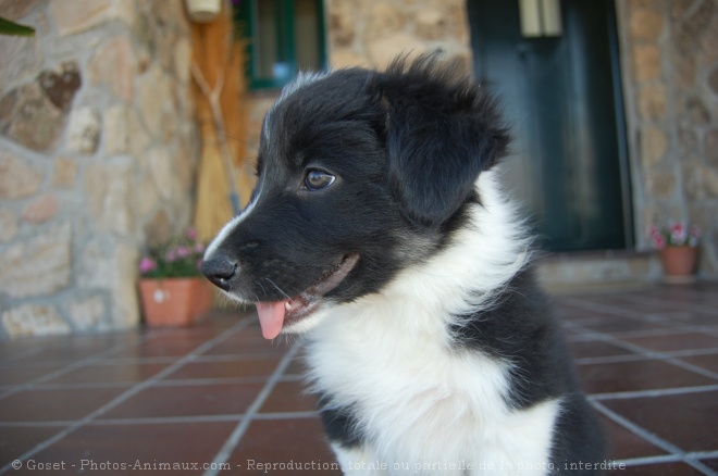 Photo de Border collie