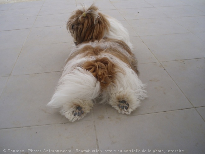 Photo de Shih tzu