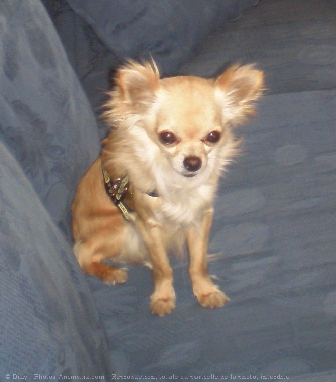 Photo de Chihuahua  poil long