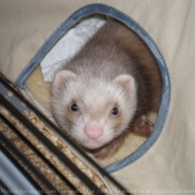 Photo de Furet