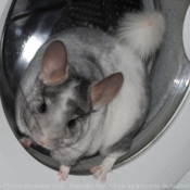 Photo de Chinchilla