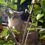 Photo de Chat domestique