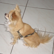 Photo de Chihuahua  poil long