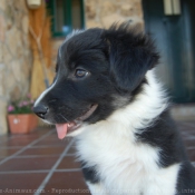 Photo de Border collie