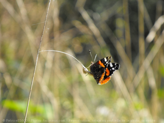 Photo de Papillon