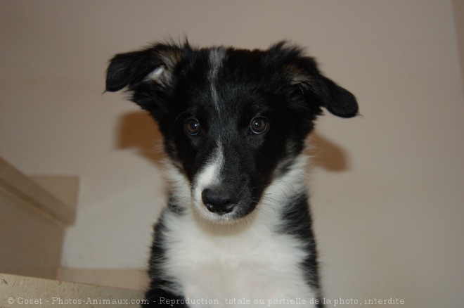 Photo de Border collie