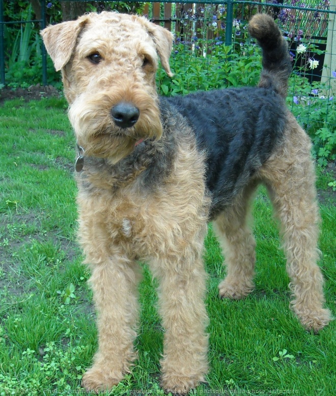 Photo d'Airedale terrier