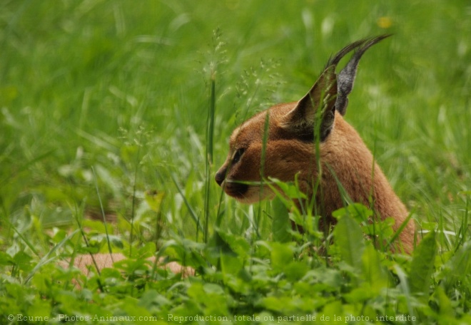 Photo de Caracal