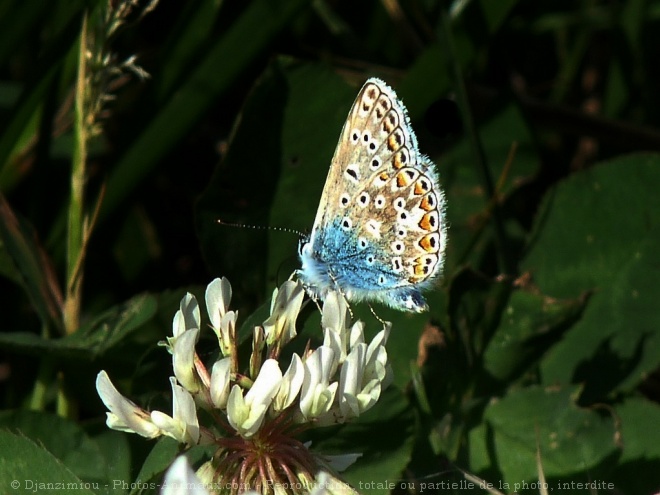 Photo de Papillon