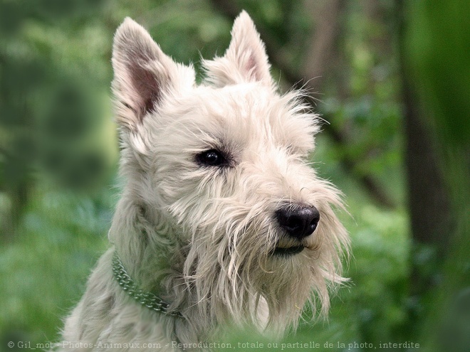 Photo de Scottish terrier